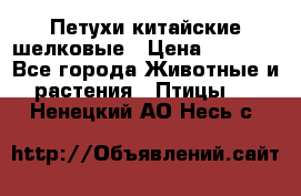 Петухи китайские шелковые › Цена ­ 1 000 - Все города Животные и растения » Птицы   . Ненецкий АО,Несь с.